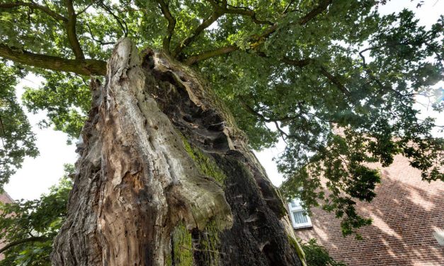 Hoe oud kan een eik eigenlijk worden?