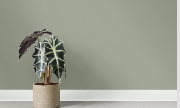 Interface: nieuwe nora plinten